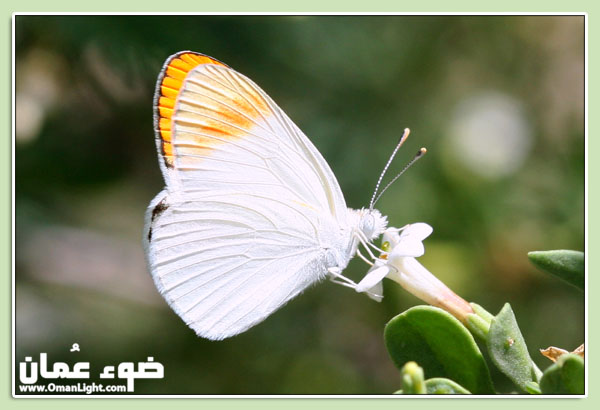 صور من ابداع اعضاء عمان فوتو