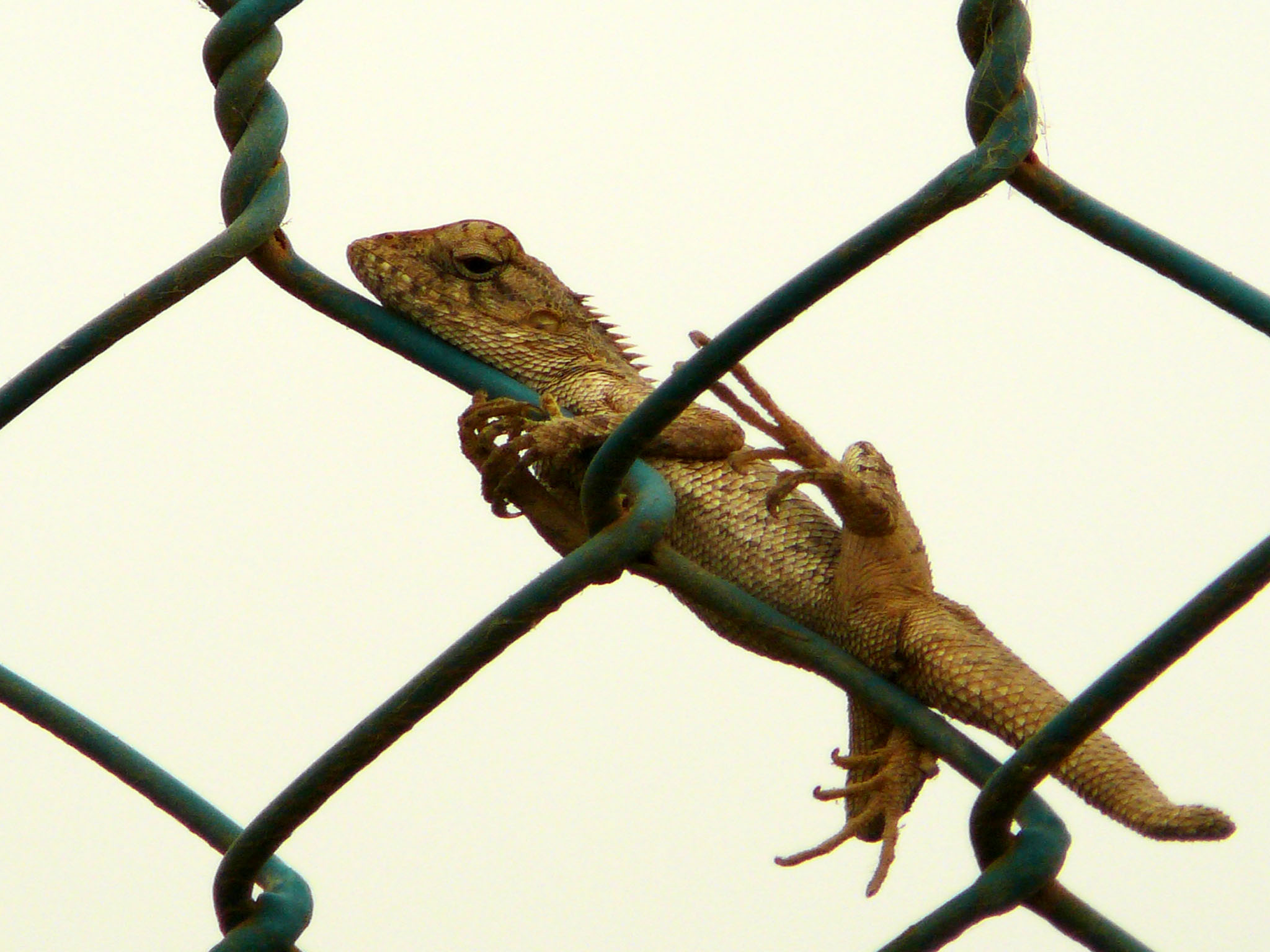 صور من ابداع اعضاء عمان فوتو