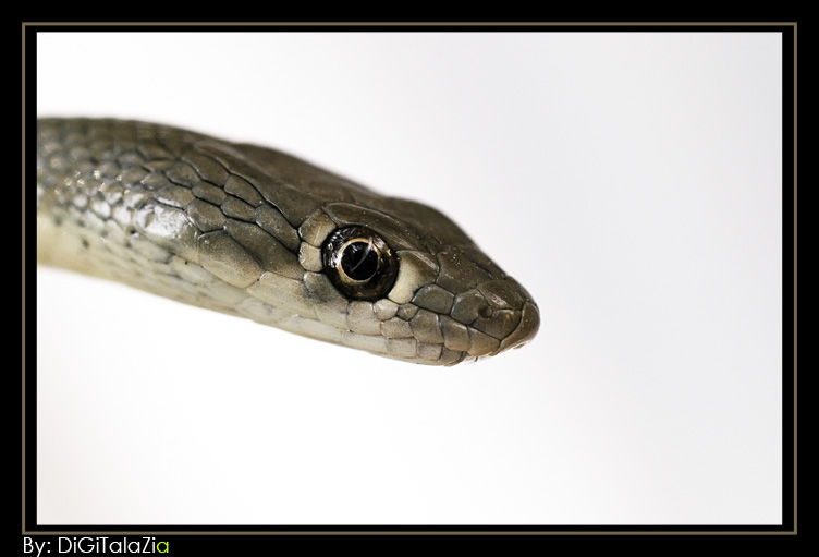 صور من ابداع اعضاء عمان فوتو