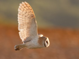 صور منوعة من الإنترنت
