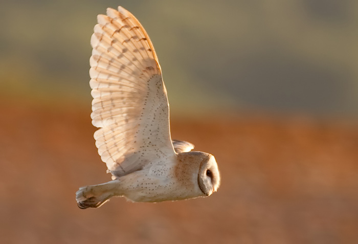 صور منوعة من الإنترنت