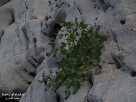 سبحان الله