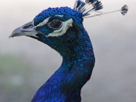 طاؤوس