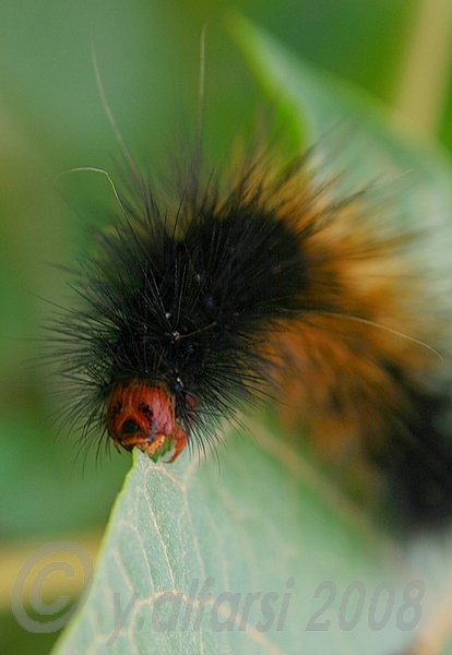 صور من ابداع اعضاء عمان فوتو