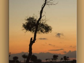 صور من ابداع اعضاء عمان فوتو