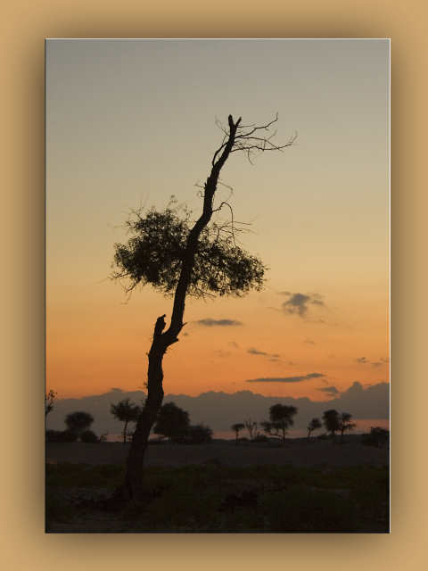 صور من ابداع اعضاء عمان فوتو