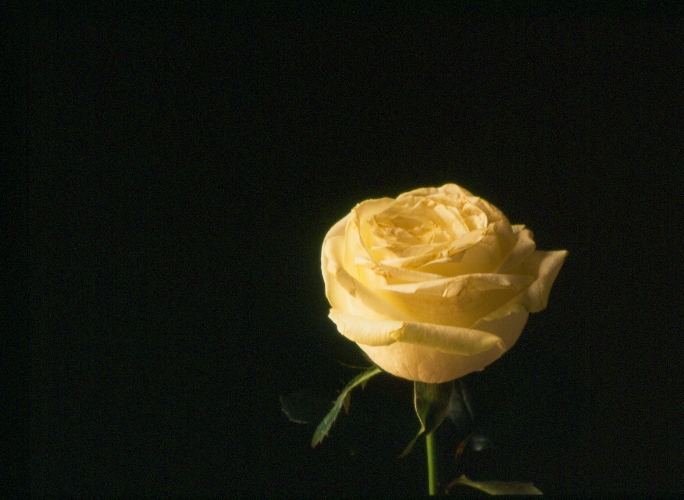 صور من ابداع اعضاء عمان فوتو