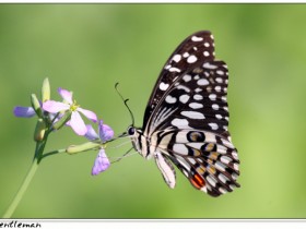 صور من ابداع اعضاء عمان فوتو