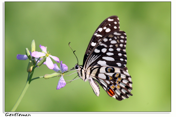 صور من ابداع اعضاء عمان فوتو