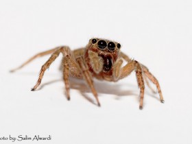صور من ابداع اعضاء عمان فوتو