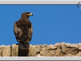 صور من ابداع اعضاء عمان فوتو