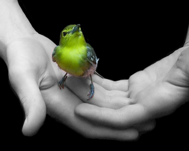 bird