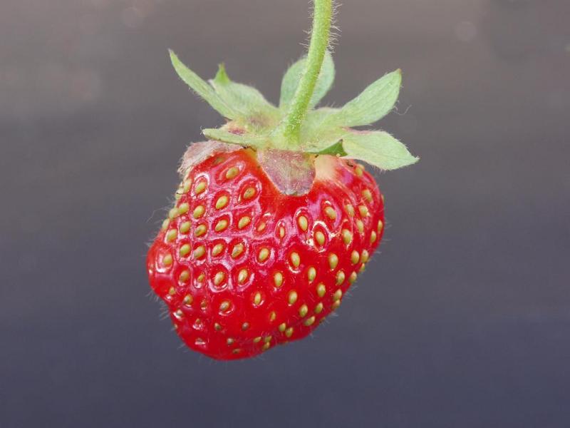 فروالة وحيدة !!!!!!!!!!