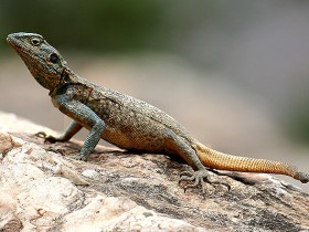 صور من ابداع اعضاء عمان فوتو