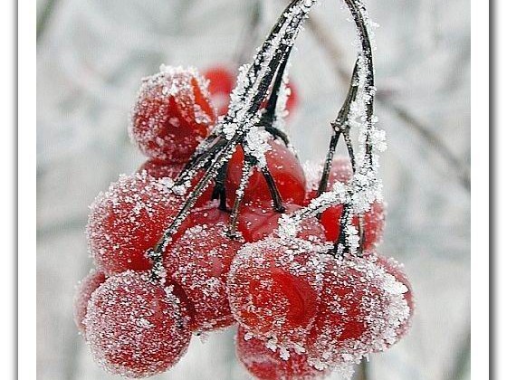 كرز مغطى بالثلج