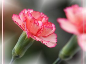 صور منوعة من الإنترنت