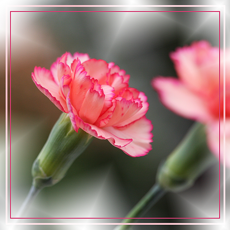 صور منوعة من الإنترنت