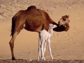 Dromedary Camels 1 O3KYGETU4K 1600x1200