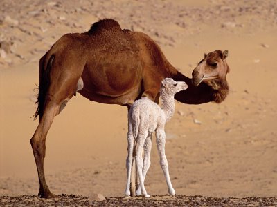 Dromedary Camels 1 O3KYGETU4K 1600x1200