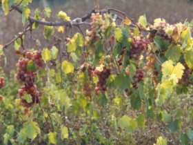 Grapes_1_1_