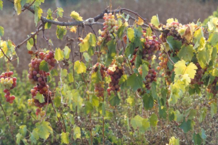 Grapes_1_1_
