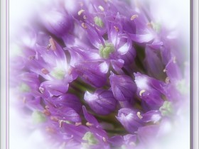 صور منوعة من الإنترنت