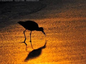 صور منوعة من الإنترنت