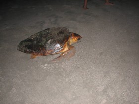 Turtles_003