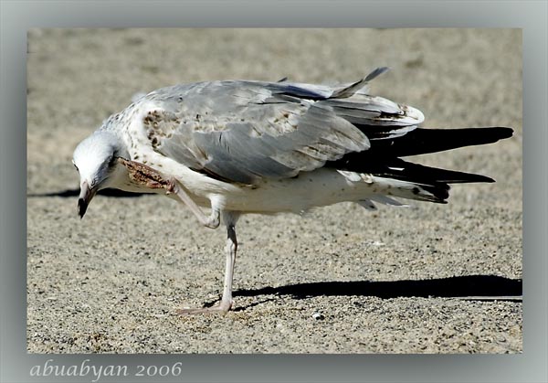 صور من ابداع اعضاء عمان فوتو