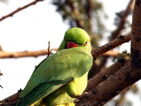 صور من ابداع اعضاء عمان فوتو