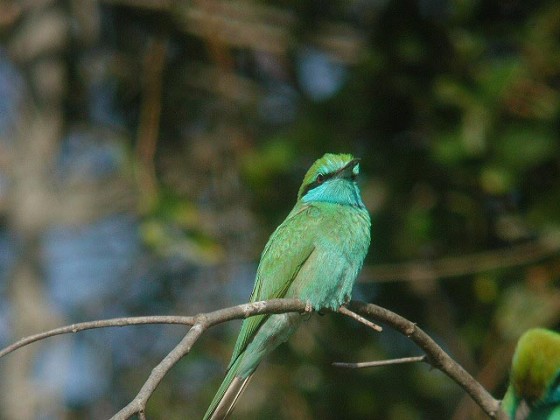 طير السعد والفرح