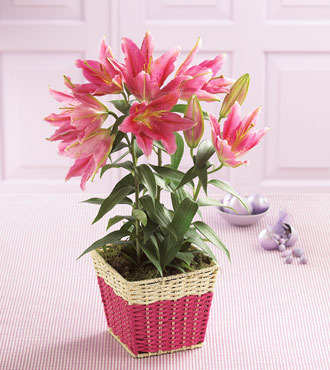 صور الطبيعة