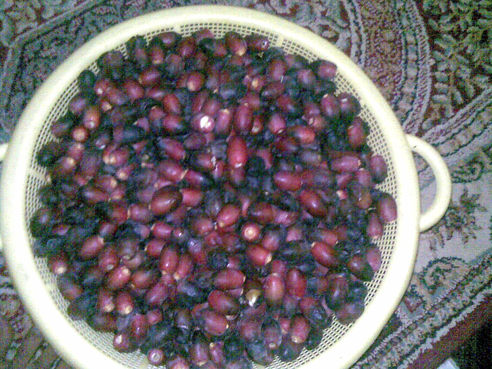 فراخ العمانية وبالعامية ..( فشار )