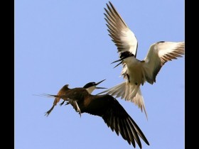 صور من ابداع اعضاء عمان فوتو