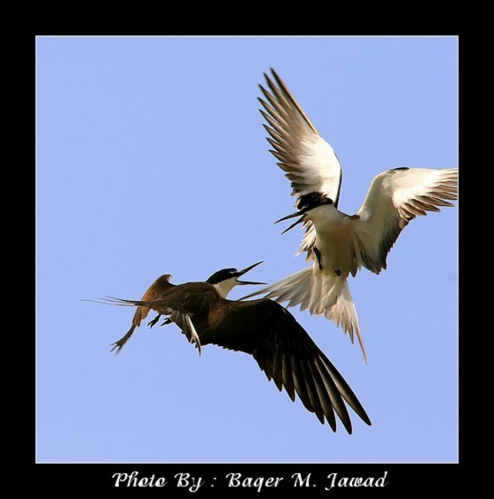 صور من ابداع اعضاء عمان فوتو