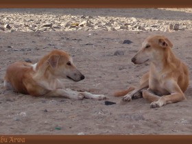 صور من ابداع اعضاء عمان فوتو