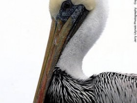 صور منوعة من الإنترنت
