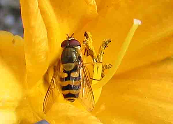 صور منوعة من الإنترنت