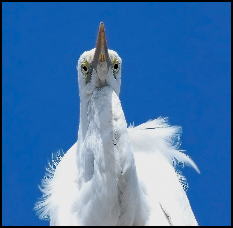 صور منوعة من الإنترنت