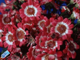 flower396_3SL-com_1_