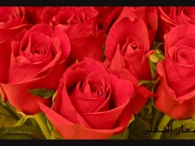 صور من ابداع اعضاء عمان فوتو