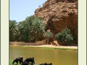 صور من ابداع اعضاء عمان فوتو