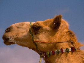 صور من ابداع اعضاء عمان فوتو