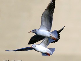 صور من ابداع اعضاء عمان فوتو