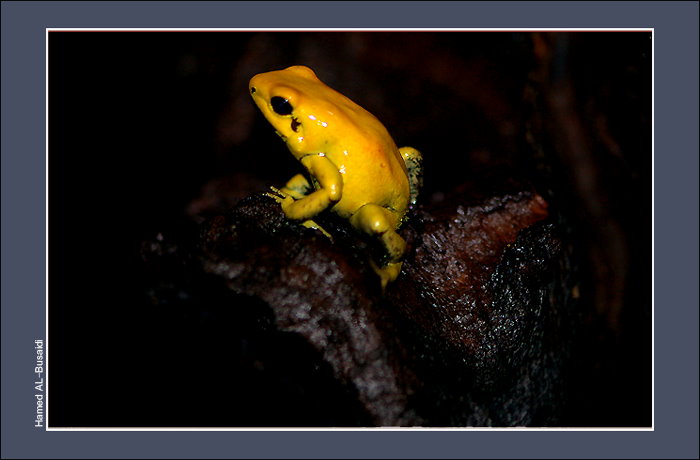 صور من ابداع اعضاء عمان فوتو