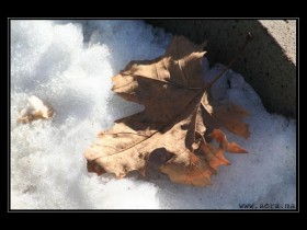 صور من ابداع اعضاء عمان فوتو