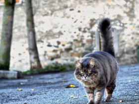 صور منوعة من الإنترنت