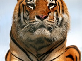 صور منوعة من الإنترنت
