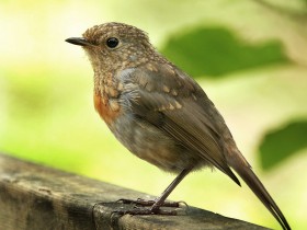 صور منوعة من الإنترنت