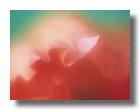 tnRoses107-sooar_org